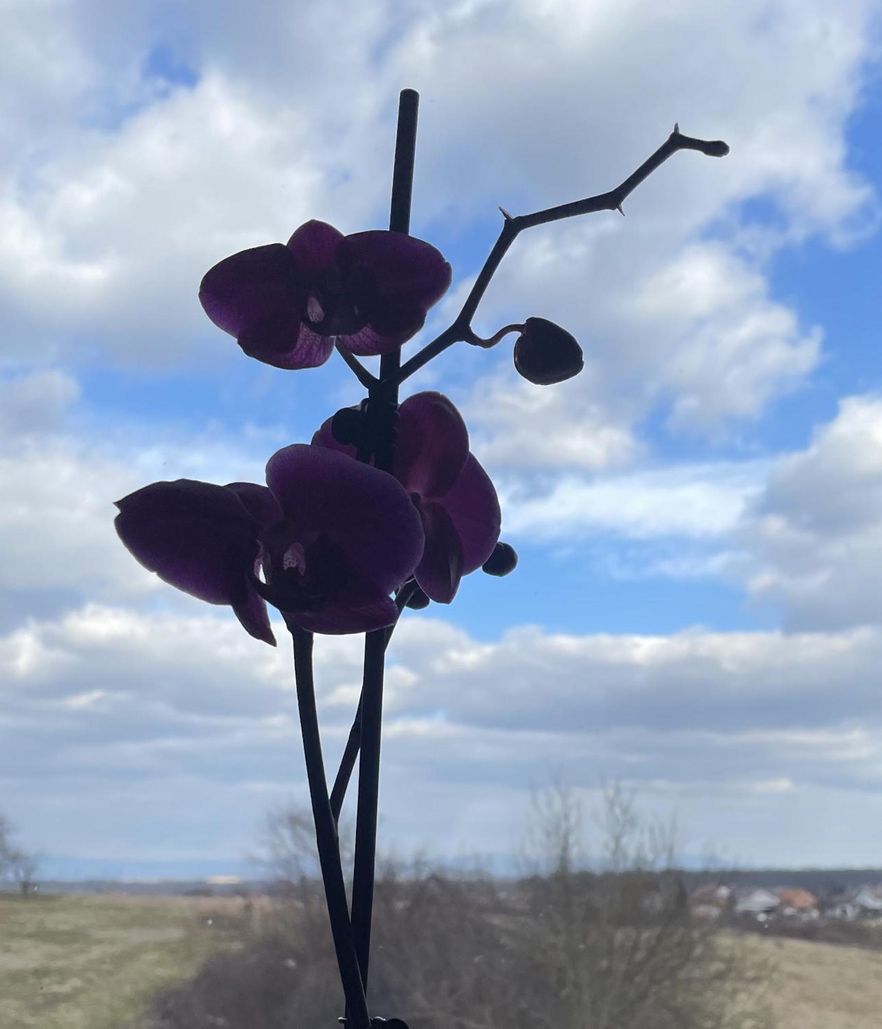 Vila Milka - Balkon - Besplatan Parking - Samostalna Prijava Karlovac Exteriör bild